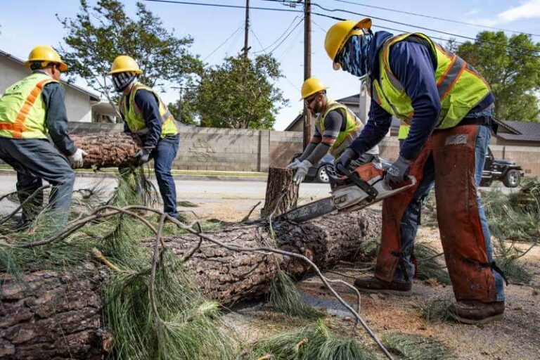 Tree Service Secrets: Transforming Your Saint Louis Landscape
