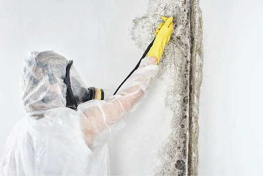 5 Benefits of Scheduling a Mold Inspection for Your Home