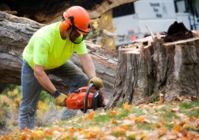 Emergency Tree Removal Service: The Fastest Response for When You Need It Most