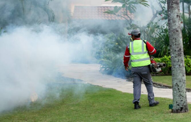 How Standing Water Affects Mosquito Populations